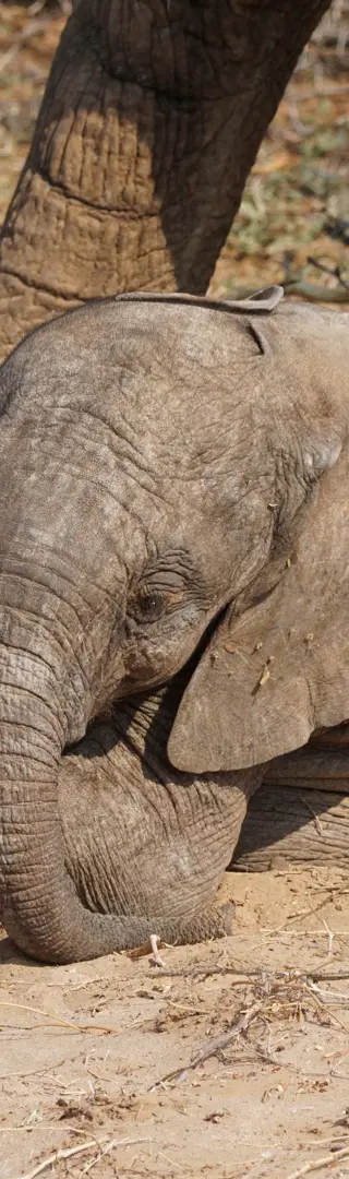 Damaraland: Den Wüstenelefanten auf der Spur